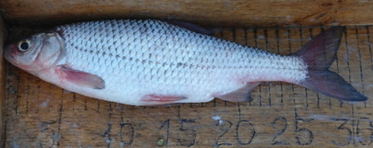 Чем отличается вобла от тарани, плотвы, какая это рыба, описание и фото