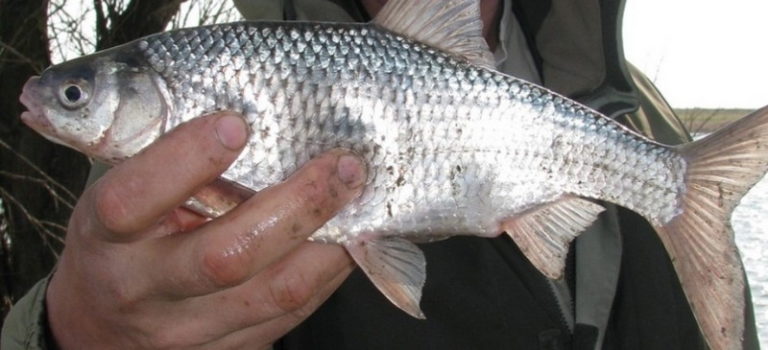 Чем отличается вобла от тарани, плотвы, какая это рыба, описание и фото
