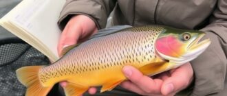 Tenir un carnet de pêche : pourquoi et comment ?
