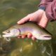 La ética de la captura y suelta: cómo practicarla correctamente para proteger a los peces y disfrutar la pesca