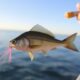 Pesca con jig: técnica, equipamiento y especies objetivo