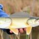 5 Tácticas Probadas para Capturar Luciopercas (Walleye) en la Primavera Temprana