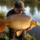 Montajes efectivos para la pesca del carpín (carpa) con boilies: secretos, técnicas y cómo resolver problemas