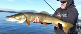 Schleppfischen: El arte del trolling para Hecht (lucio) y Zander (lucioperca)