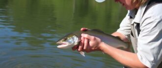 Salvar para soltar: Ética en la pesca y la práctica correcta de captura y suelta (catch and release)