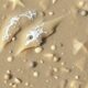 Meeresangeln vom Strand: Las especies más comunes y los métodos que realmente funcionan
