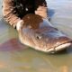 Propuesta de artículo: "Pesca del siluro: guía definitiva para enfrentarte al gigante de los ríos"