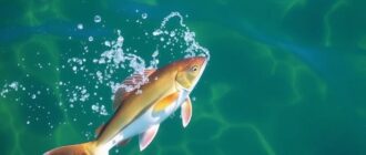 Reglamento de pesca en España: cómo obtener la licencia y normativas