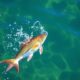 Reglamento de pesca en España: cómo obtener la licencia y normativas