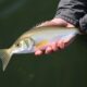 Köderfischangeln: Cómo pescar pequeños peces para atrapar grandes presas
