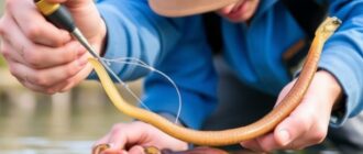 Pesca con lombriz: técnicas infalibles para especies de agua dulce