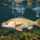 Cómo el clima y la presión barométrica afectan la alimentación de los peces