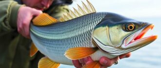 La magia del jigging: desde los panfish hasta las gigantes especies marinas