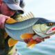 La magia del jigging: desde los panfish hasta las gigantes especies marinas