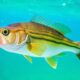 Los 10 señuelos artificiales que toda persona que pesca lubina debe conocer (y cómo usarlos para triunfar)