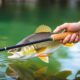 Choisir sa canne à pêche selon le type de pêche : le guide simple et pratique