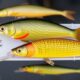 Angelköder im Vergleich: When to Use Which Bait — A Friendly Guide for Every Angler