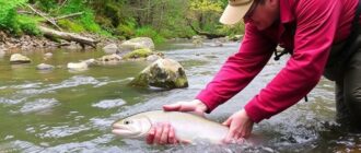 Cómo Leer un Río: Encuentra Peces en Agua Corriente como un Experto
