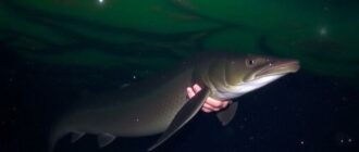 Nachtangeln auf Aal: The Ultimate Night Eel Fishing Guide — Gear, Tips, and Tactics