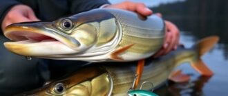 Les meilleurs leurres pour la pêche du brochet : guide complet pour attraper le roi des eaux
