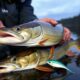 Les meilleurs leurres pour la pêche du brochet : guide complet pour attraper le roi des eaux