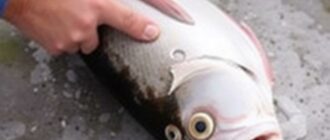 Manejo respetuoso del pescado capturado: aturdimiento, sacrificio y eviscerado para mejores resultados y menor sufrimiento