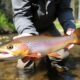 Forellenangeln in der Bachforestenregion: A Friendly Guide to Trout Fishing in the Brook Trout Country