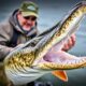 Apuntando a lucios y muskies: la caza de los depredadores más dentados
