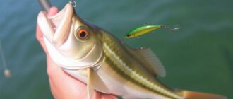 Spinnfischen auf Raubfische: Die richtigen Köder führen