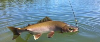 Los mejores puntos para pescar desde la orilla: guía definitiva para el pescador de bank