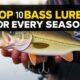 Top 10 Bass Lures para Cada Estación: Elige el Secreto que Hará Encender Tu Carrete